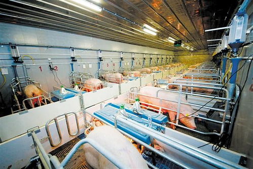 數字化賦能農業 從田間地頭到智能管家，全產業鏈邁向“機械換人”新時代